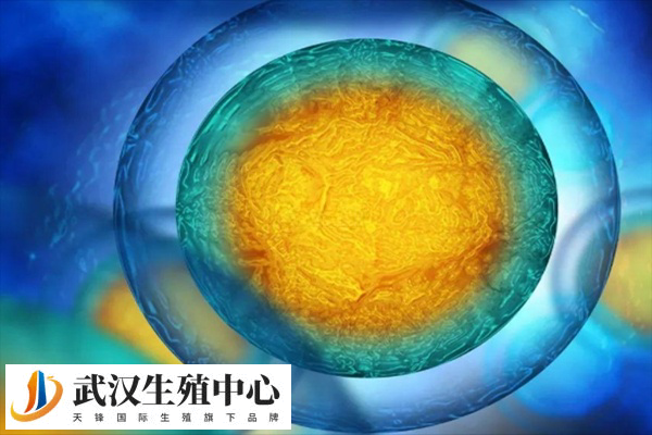 试管减肥多少斤合适因人而异