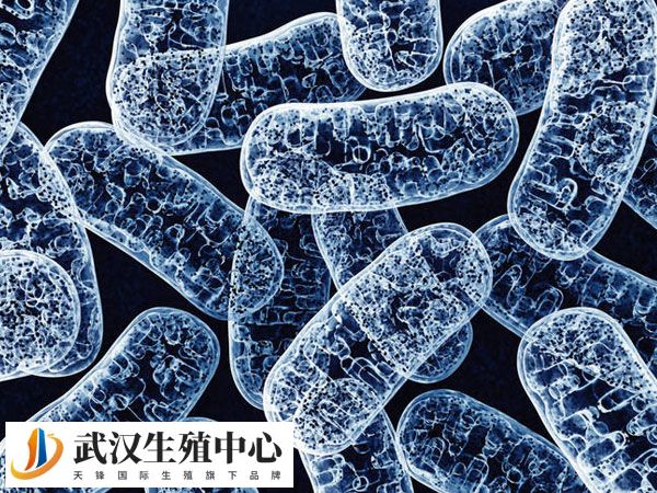 菜籽油能改善微循环