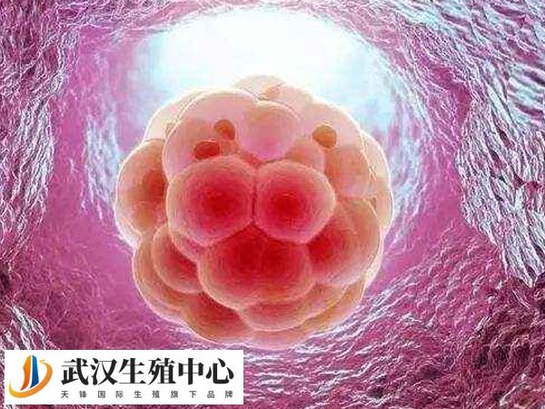 试管后屁股塞药对胚胎着床有利