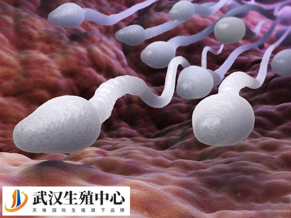 精子DNA损伤严重影响胚胎发育