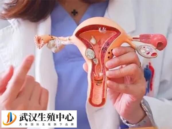 子宫内环境对胚胎贴壁也有重要的影响