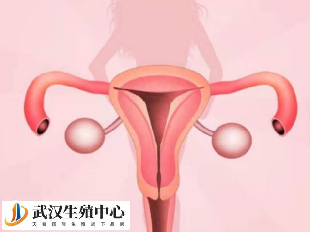 宫腔分离后成功率仍可达到60%以上