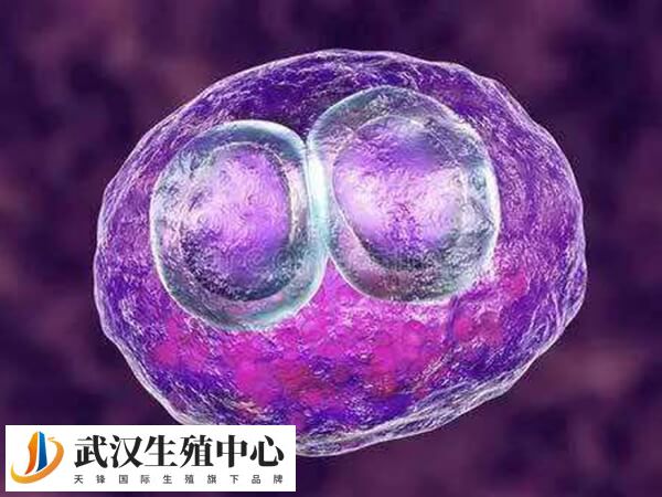 第三天胚胎1级和2级被称为优质胚胎