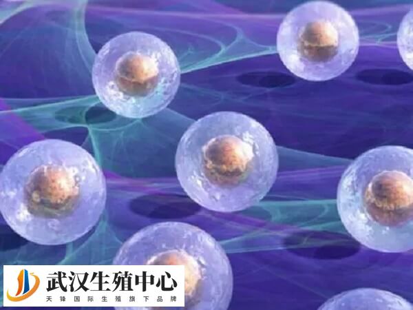 移植囊胚是不是容易生下双胞胎