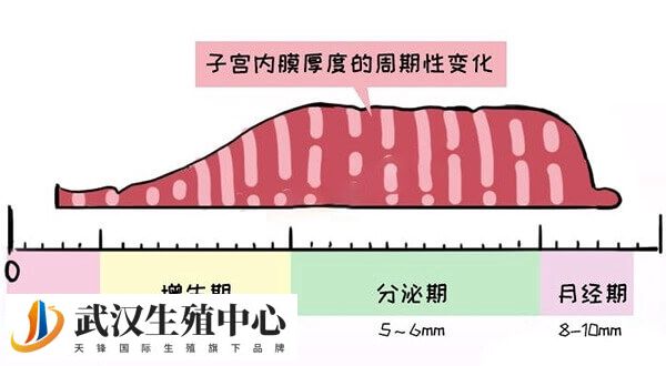 子宫内膜厚度周期性变化