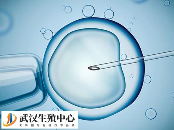 补救ICSI可以提高受精率