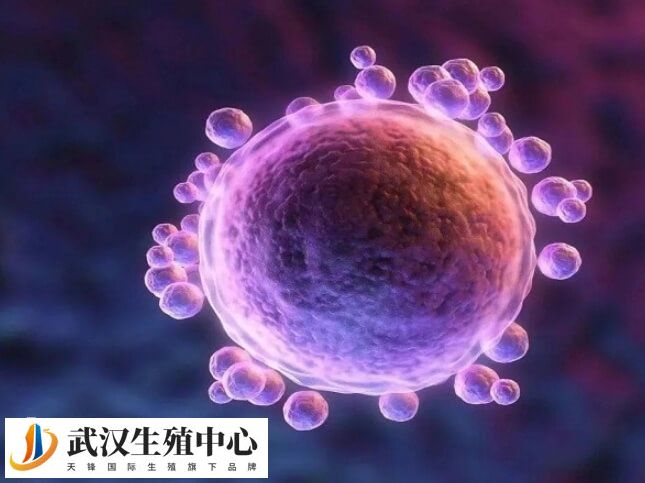 空泡内没有可用卵子