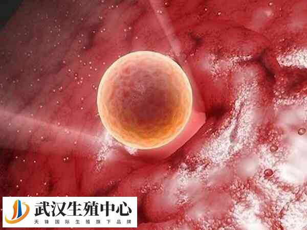 钙离子激活能够提高移植胚胎的着床率