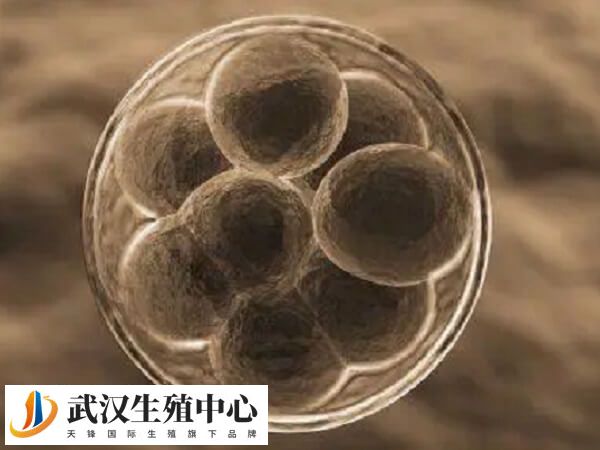 胚胎辅助孵化技术是用化学或物理方法帮助胚胎孵化