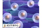 移植囊胚是不是容易生下双胞胎