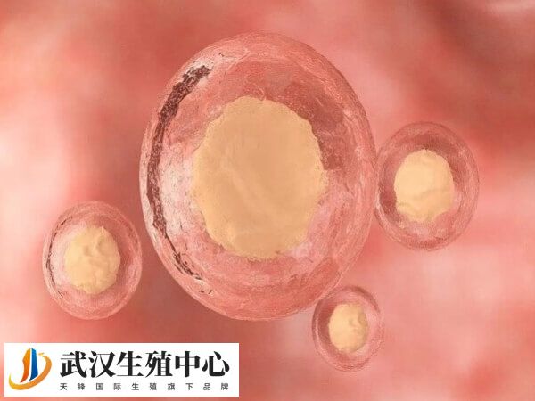 卵泡黄素化与内分泌功能失调有关